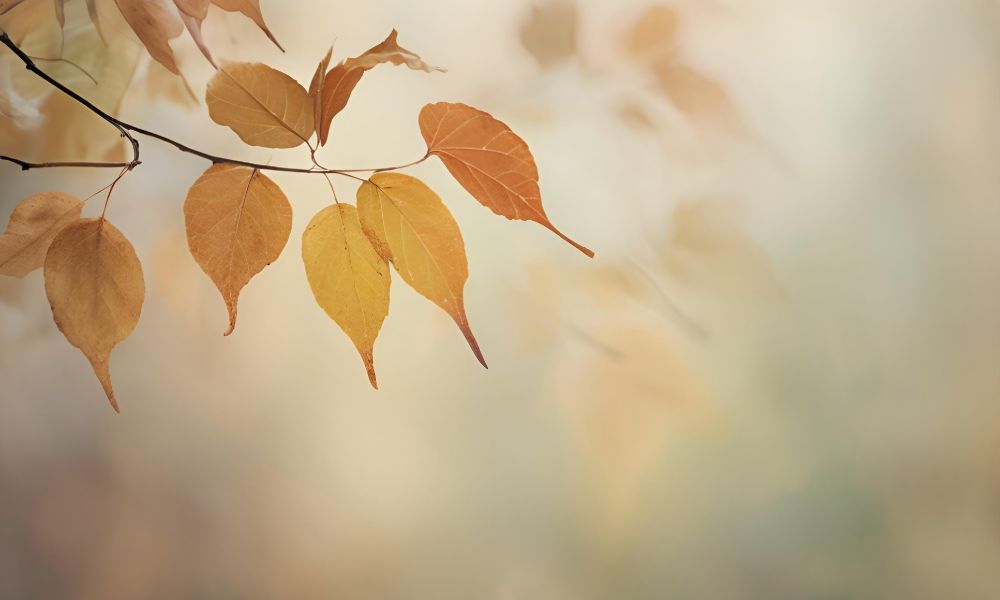 紅葉した葉っぱの秋のイメージ