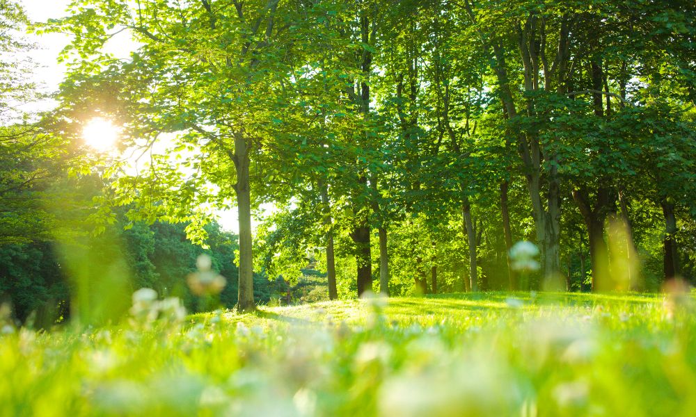 爽やかな春の森のイメージ