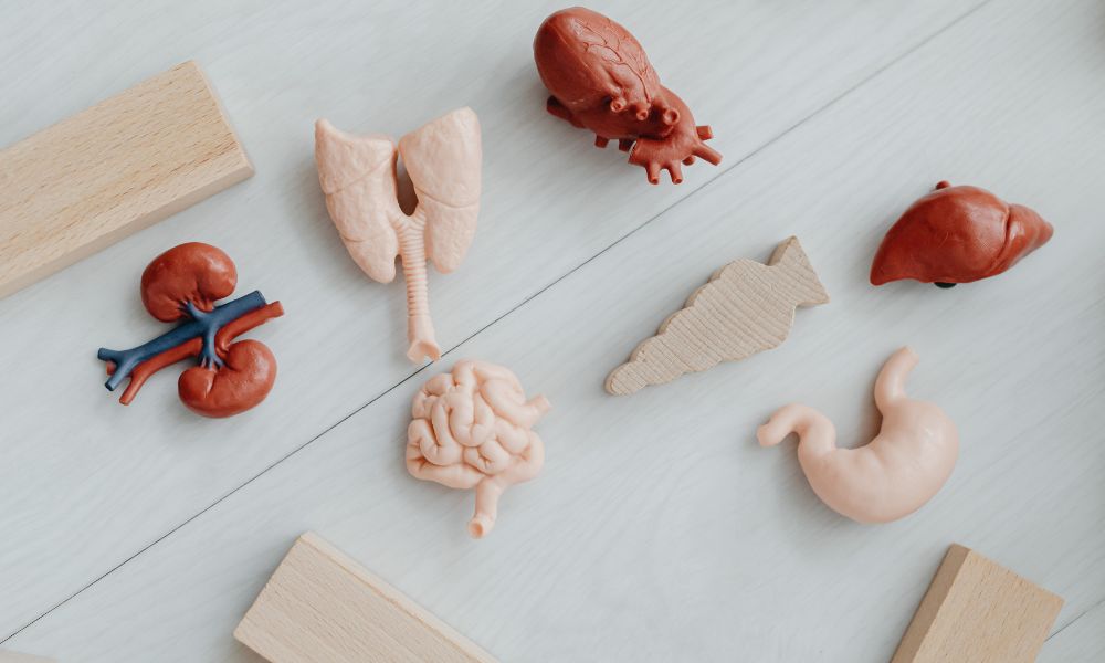 体内の臓器で東洋医学の五臓をイメージ